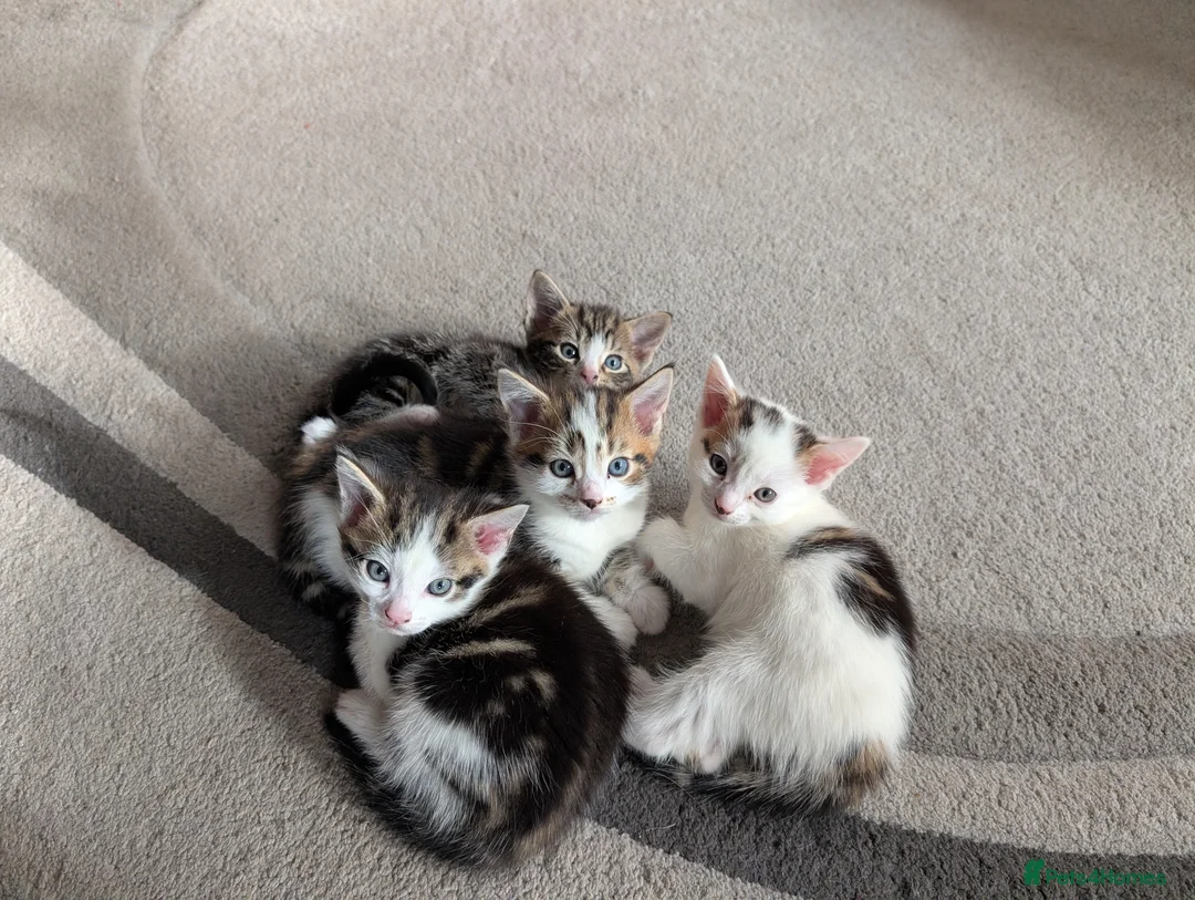 Mixed Breed cats for sale: Beautiful kittens  in Southampton - Advert 1