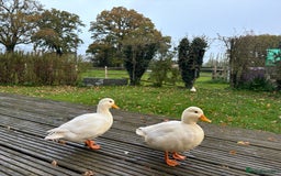 Ducks poultry for sale: Pair of call ducks  - Image 2