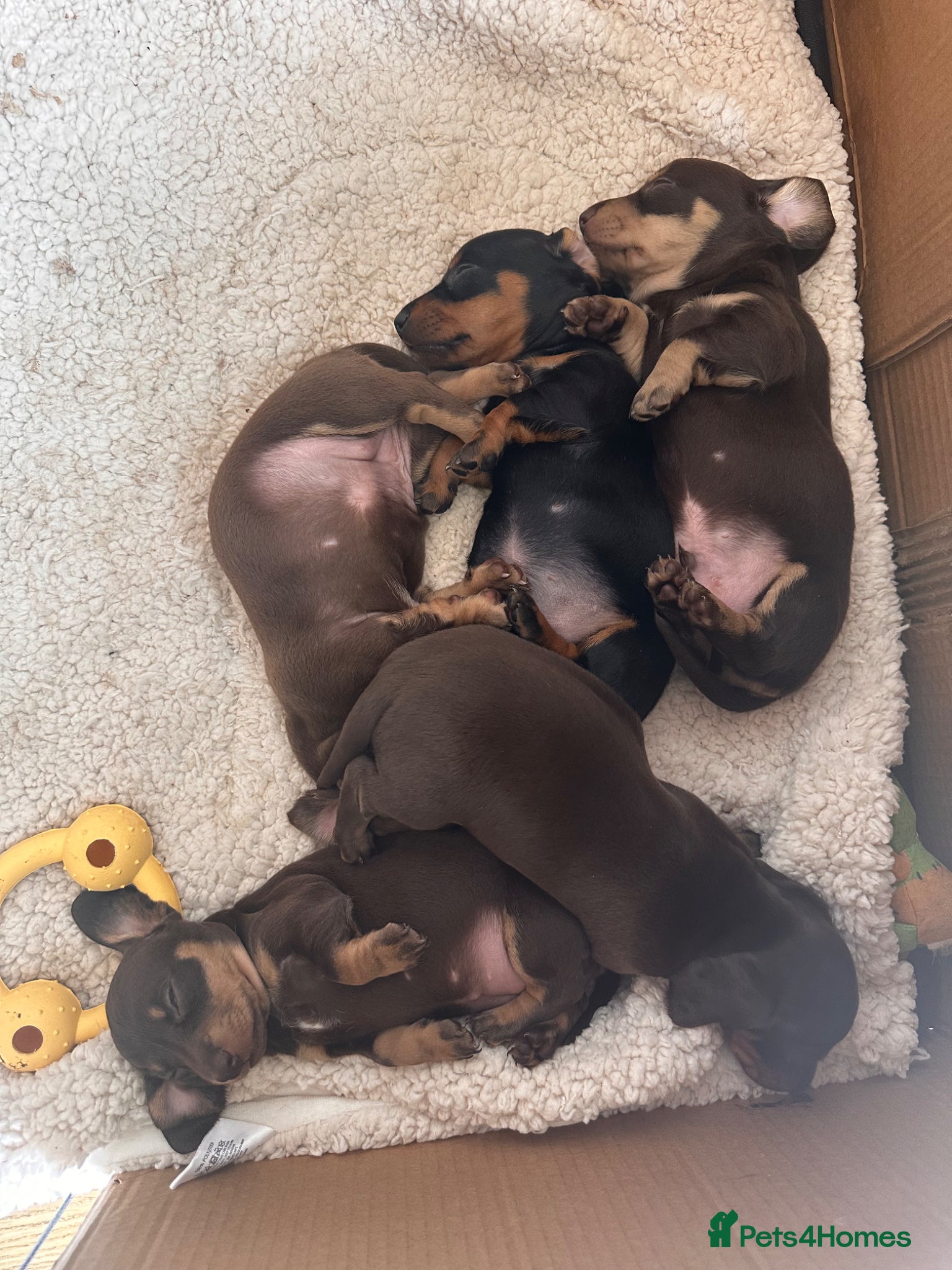 Miniature Dachshund dogs Kc Registered 5 Beautiful Dachshund Puppies  - Advert 1