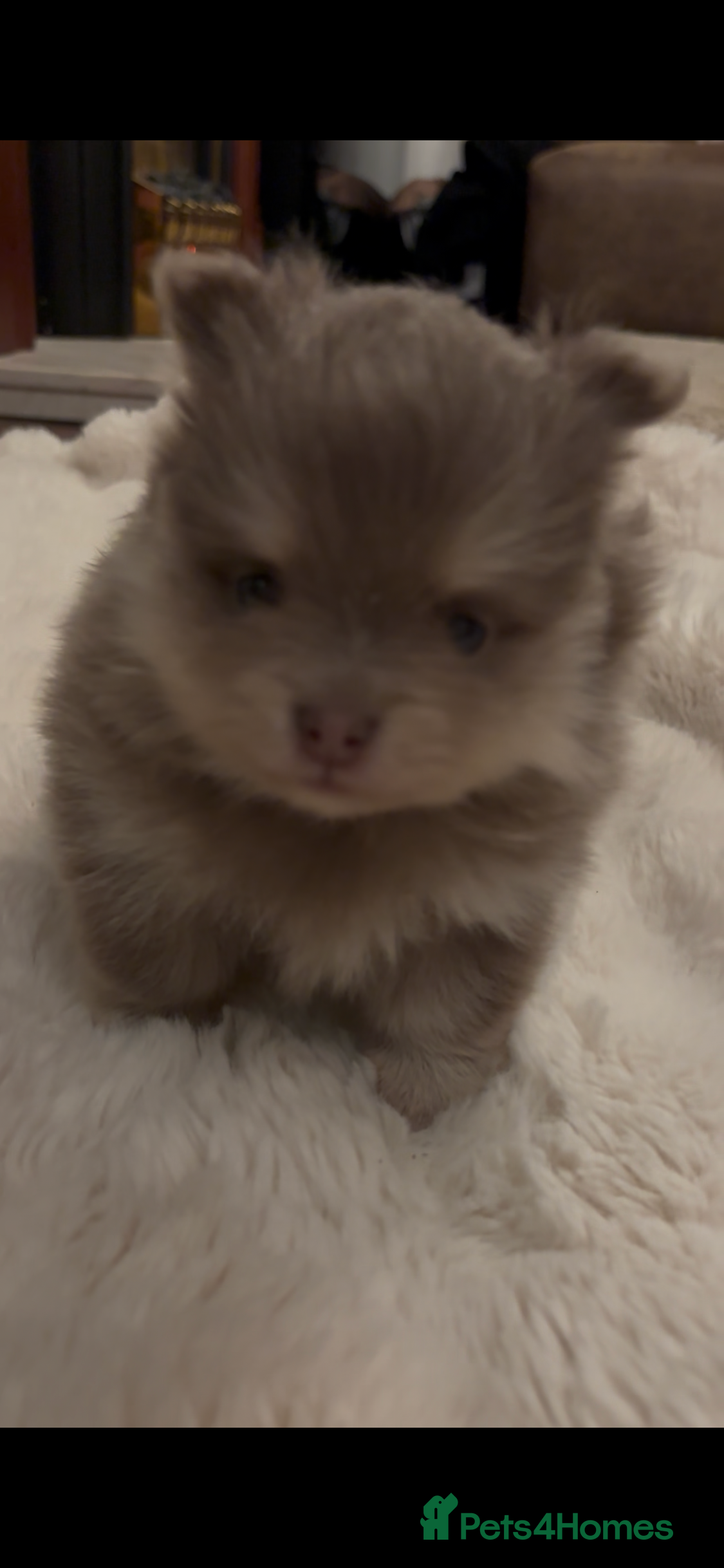 Pomeranian dogs Stunning Blue and Lilac KC Pomeranian  - Advert 6