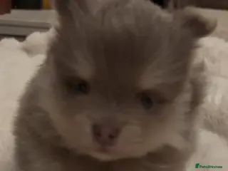 Pomeranian dogs Stunning Blue and Lilac KC Pomeranian - Advert 6