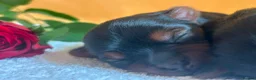 Yorkshire Terrier dogs for sale: Yorkshire Terrier 🐶 🐶 🐶 🐶 🐶  - Advert 3