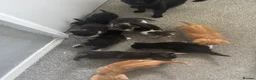 Mixed Breed cats for sale: 8 stunning kittens  - Advert 14
