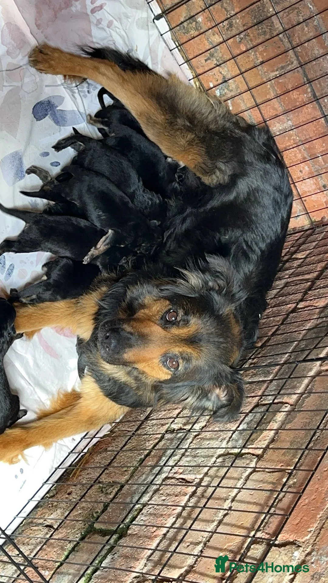 Mixed Breed dogs for sale: German shepherd pups for sale  - Advert 2