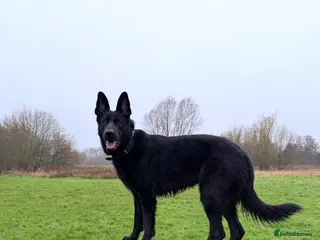 German Shepherd dogs Black German Shepherd stud - Advert 9