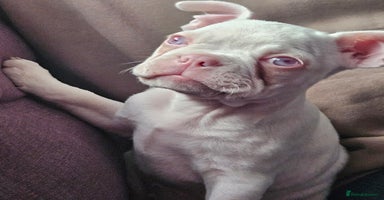 Mixed Breed dogs - Advert 8