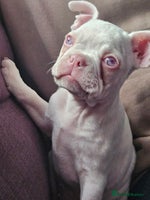 Mixed Breed dogs - Advert 10