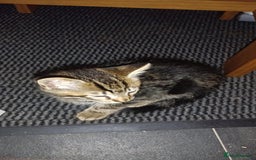 Mixed Breed cats for sale: Mixed coloured Tabbie kittens, 2 female available  - Image 3
