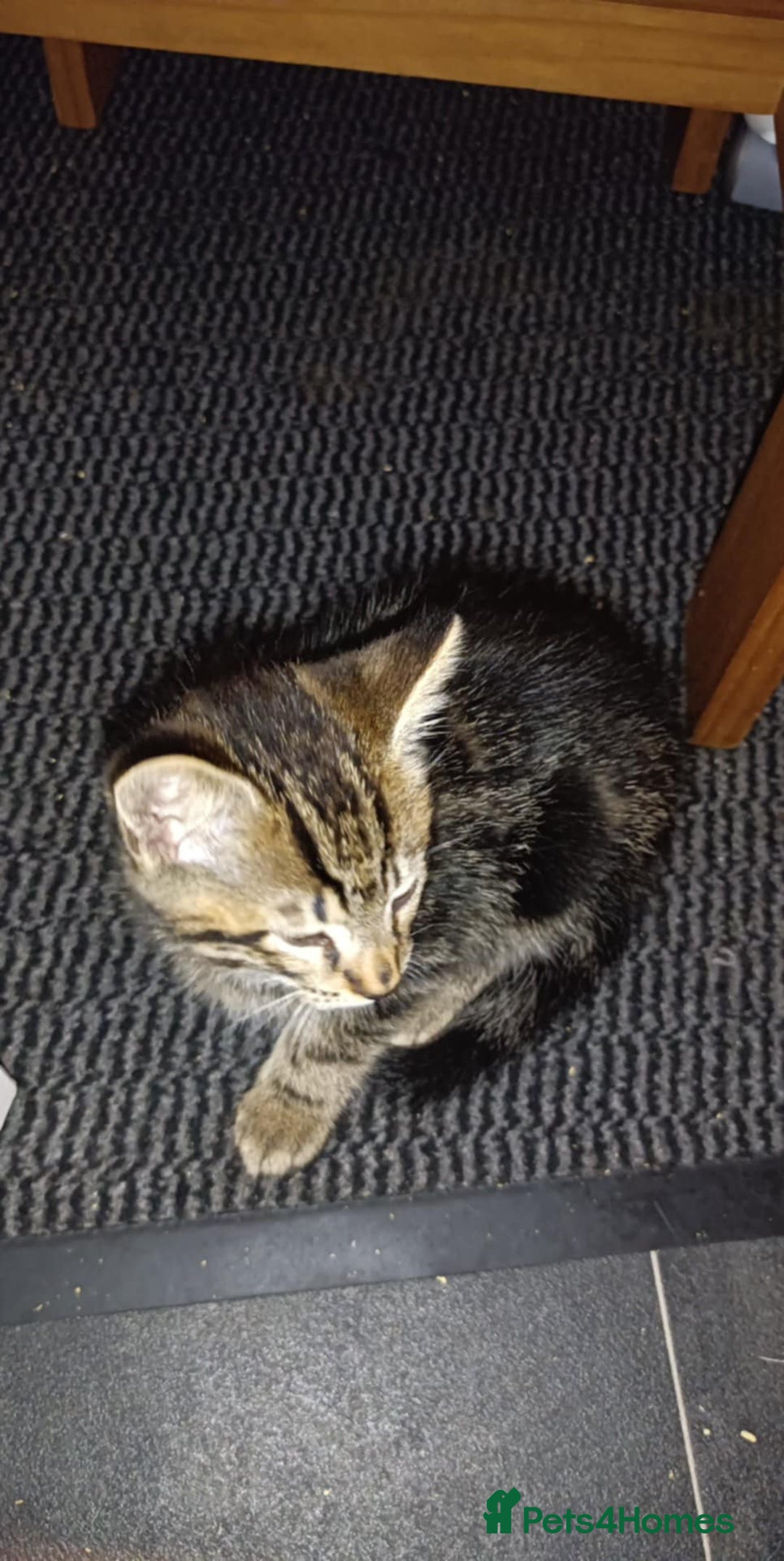 Mixed Breed cats for sale: Mixed coloured Tabbie kittens, 2 female available  - Image 3