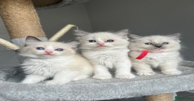 Ragdoll cats - Advert 4