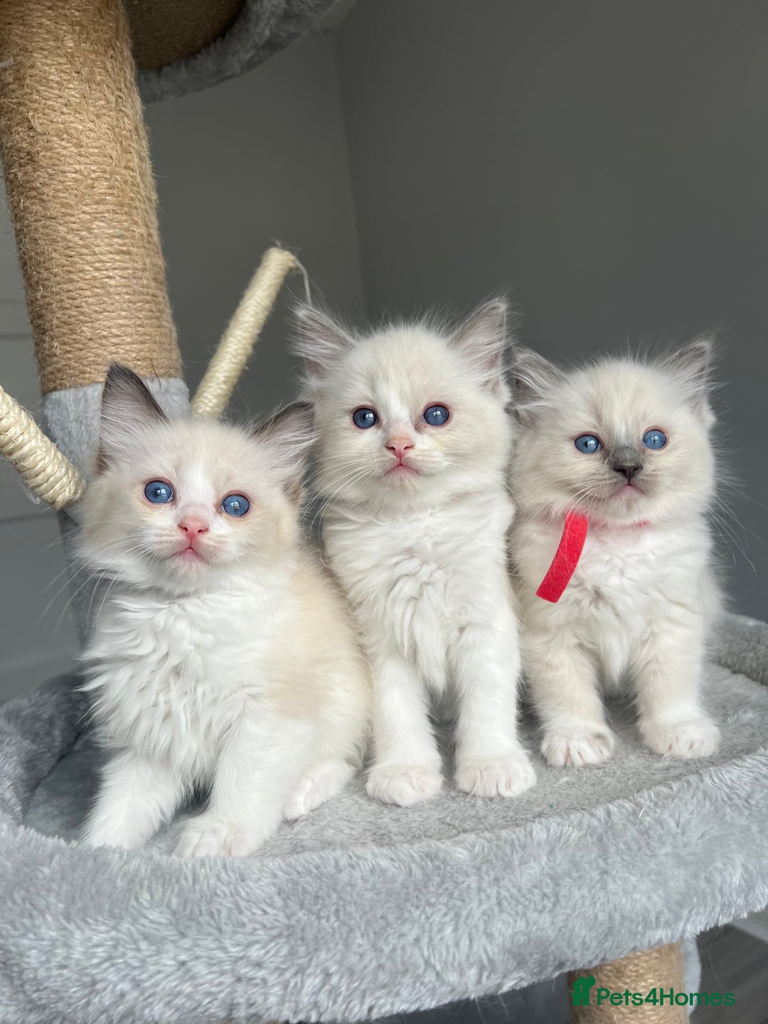 Ragdoll cats for sale: Registered Ragdoll kitttens for sale - Image 2