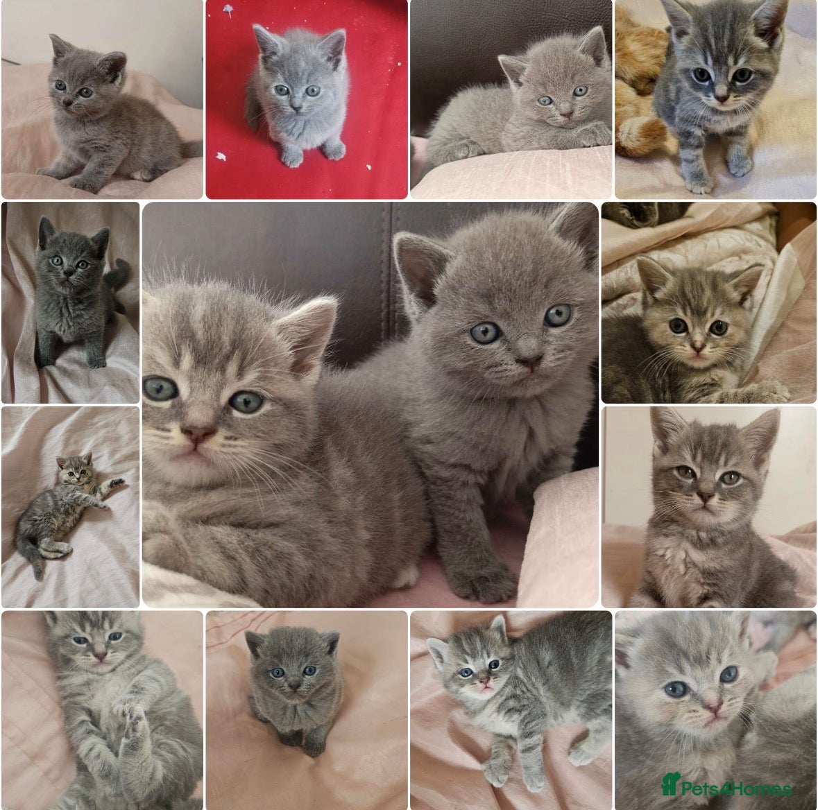 British Shorthair cats 4 beautiful British Shorthair kittens for sale - Advert 18