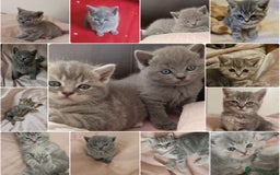 British Shorthair cats for sale: 4 beautiful British Shorthair kittens for sale - Image 1