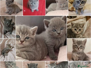 British Shorthair cats - Advert 35