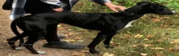 Lurcher dogs for sale: Lurcher puppies - Advert 1