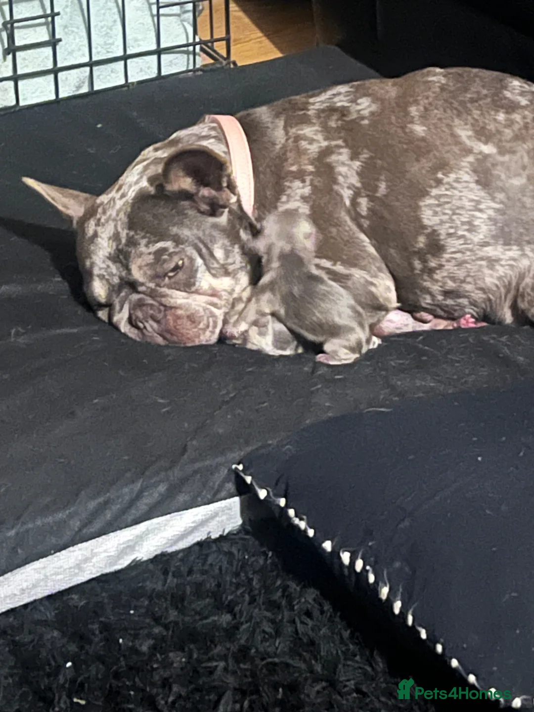 French Bulldog dogs for sale: French bull dog puppy’s looking for home in Sunderland - Advert 3
