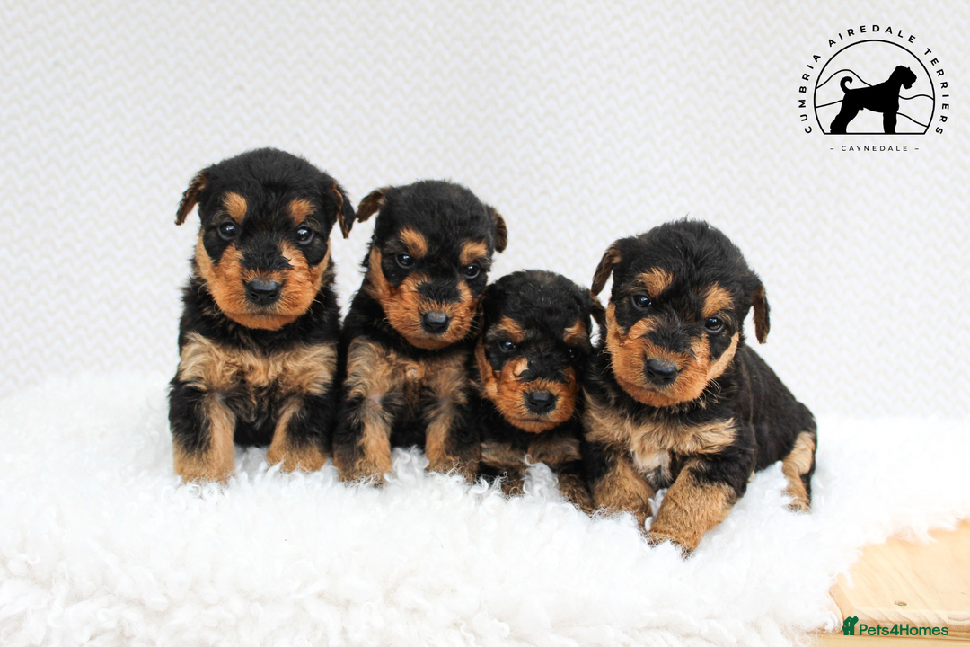 Airedale Terrier dogs for sale: ⭐️⭐️FAMILY REARED KC AIREDALE PUPS⭐️⭐️ - Image 13