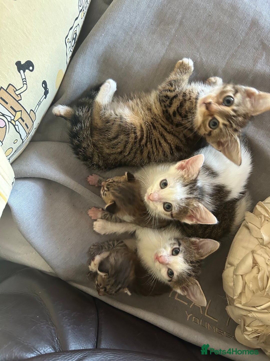 American Shorthair cats for sale: Three kittens 💖 - Advert 2