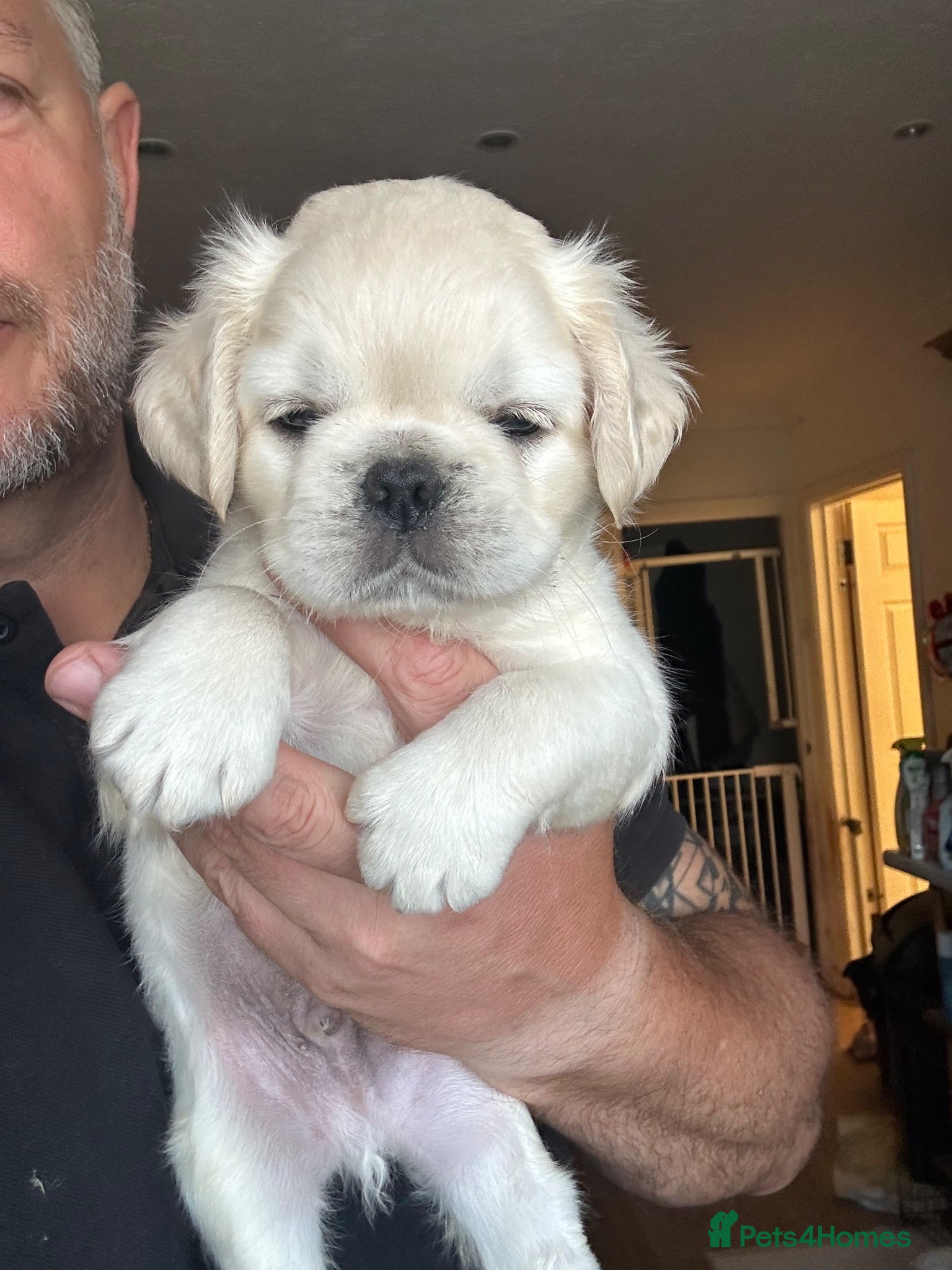 Pug dogs Stunning litter of 4 Prestige Fluffy Pug puppies - Advert 2