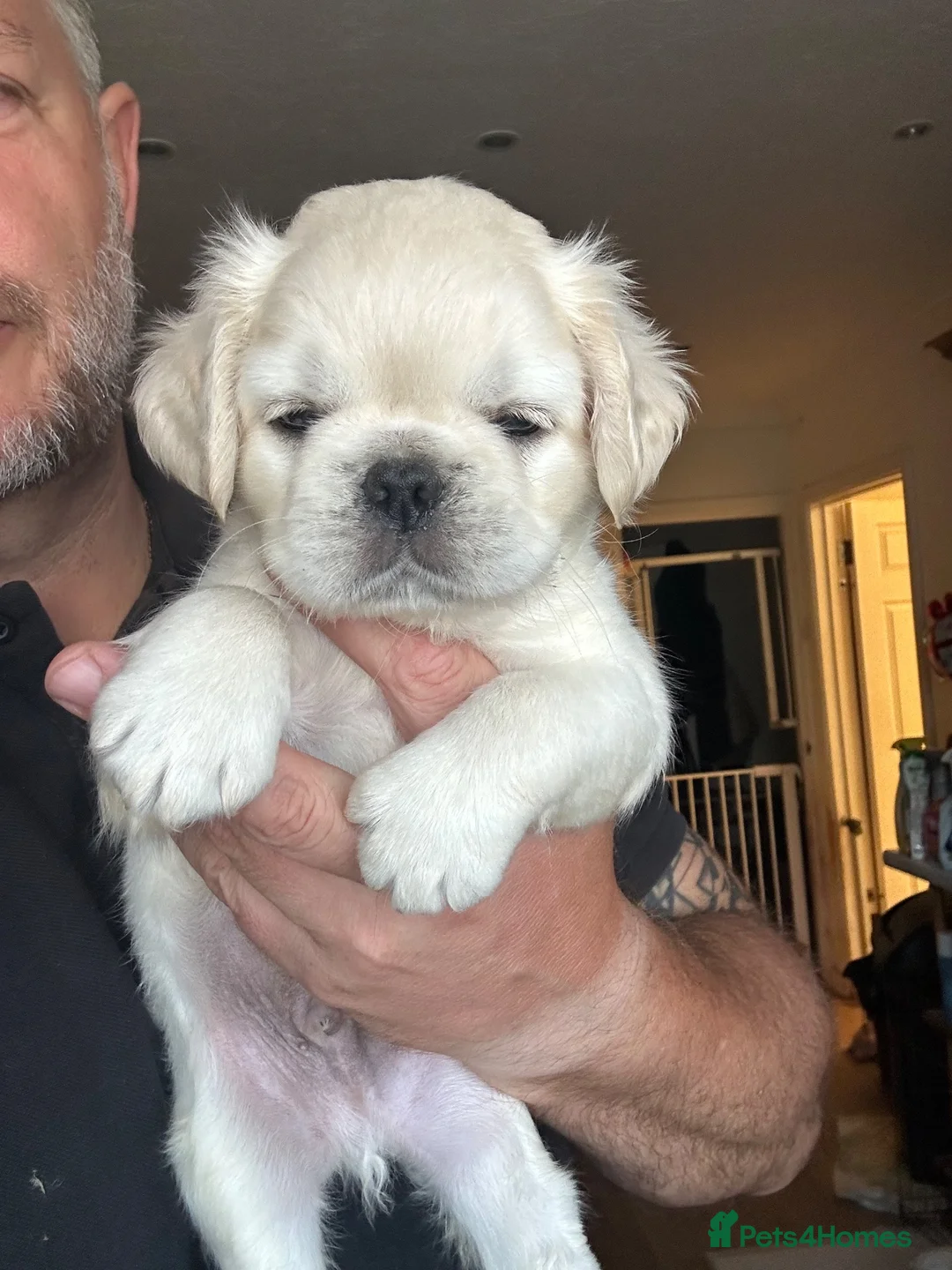 Pug dogs for sale: Stunning litter of 4 Prestige Fluffy Pug puppies - Advert 1