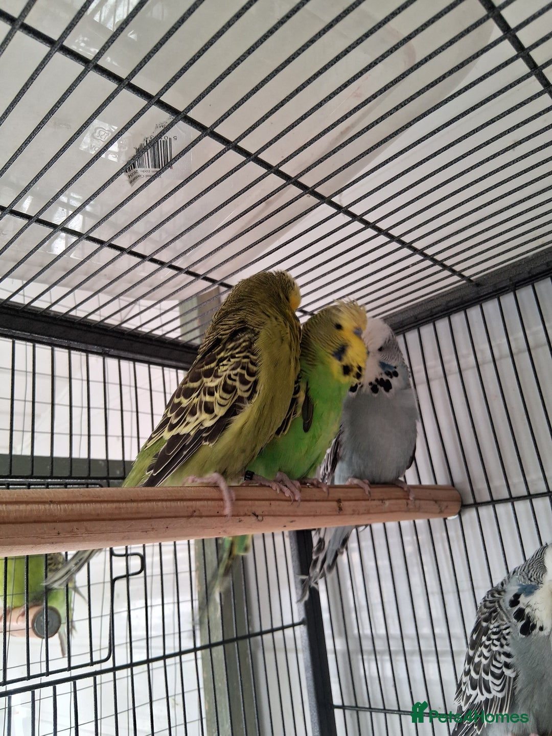 Budgerigars birds for sale: Exhibition Budgerigars - Advert 4