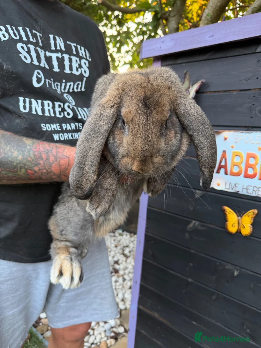 French Lop rabbits for sale: Pedigree French lop  - Advert 2