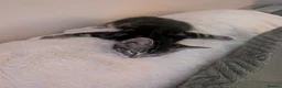 British Shorthair cats for sale: Peppa and Slim shady  - Advert 6