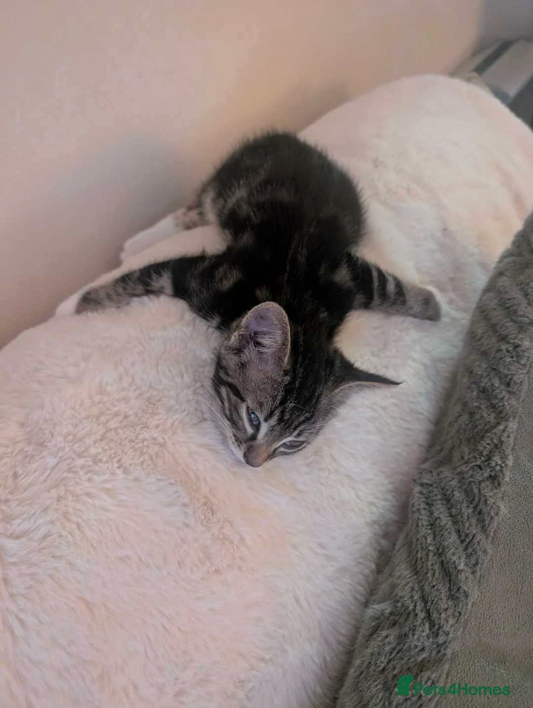 British Shorthair cats for sale: Peppa and Slim shady  - Advert 6