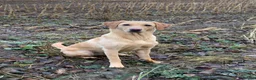 Labrador Retriever dogs for sale: Kc registered yellow lab puppies  - Advert 1
