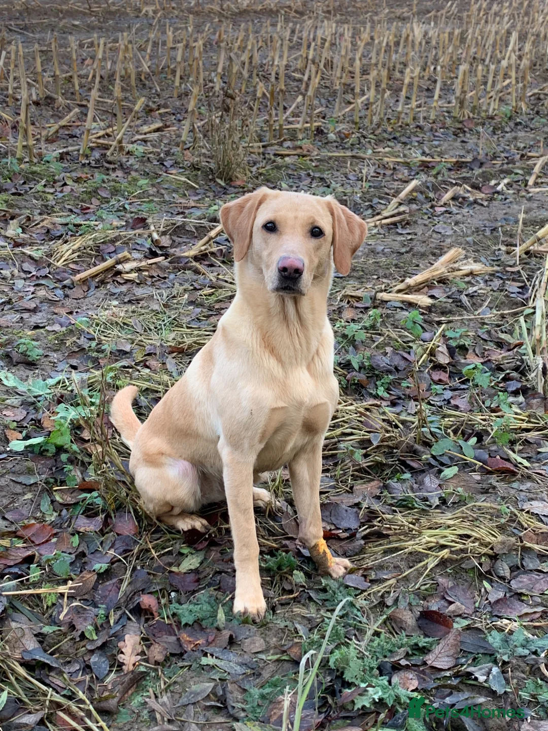 Labrador Retriever dogs for sale: Kc registered yellow lab puppies  - Advert 1