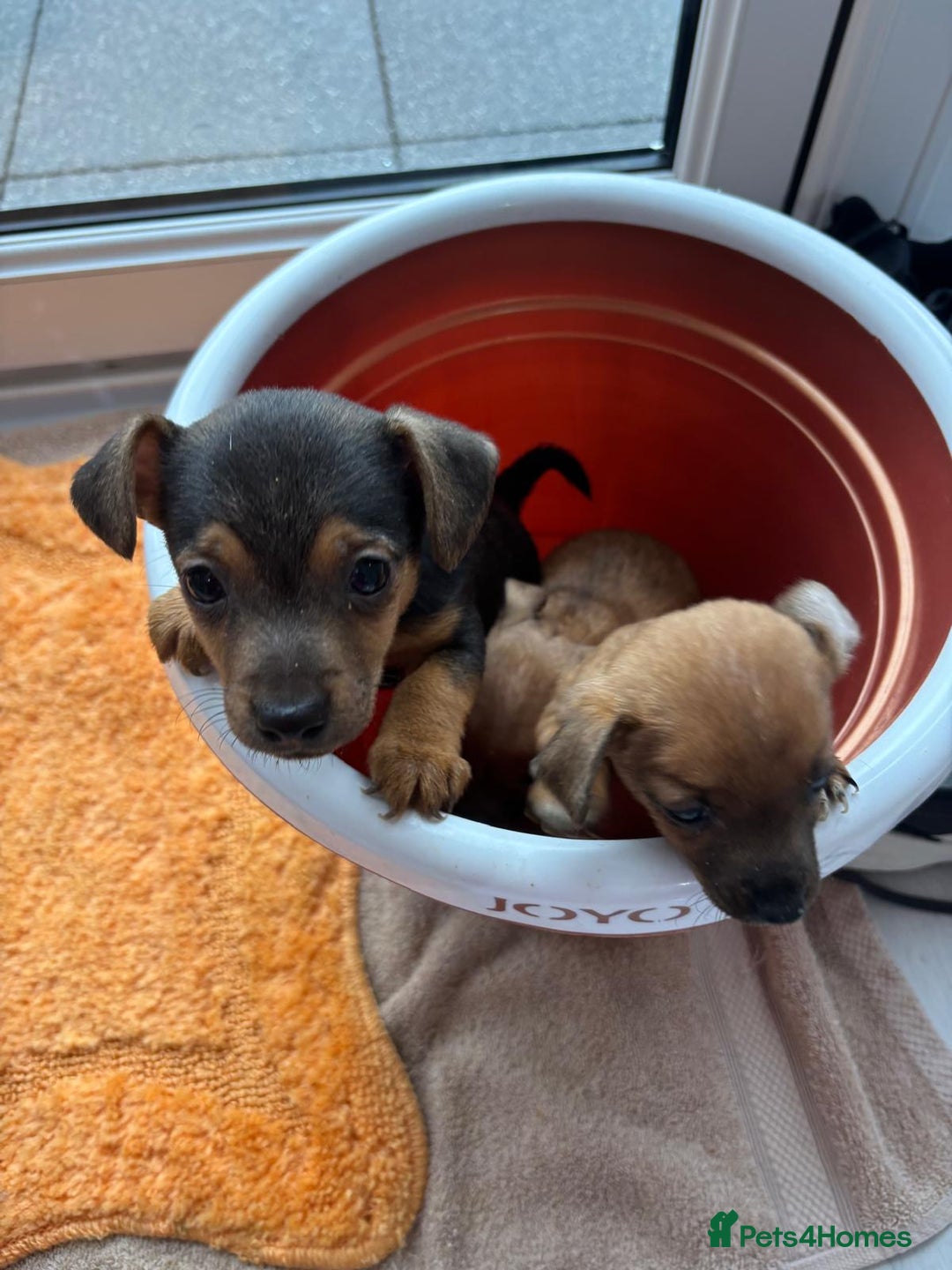 Jack Russell dogs for sale: Beautiful jack russells - Advert 11