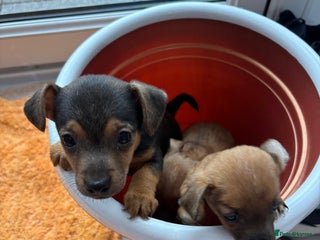 Jack Russell dogs Beautiful jack russells - Advert 15