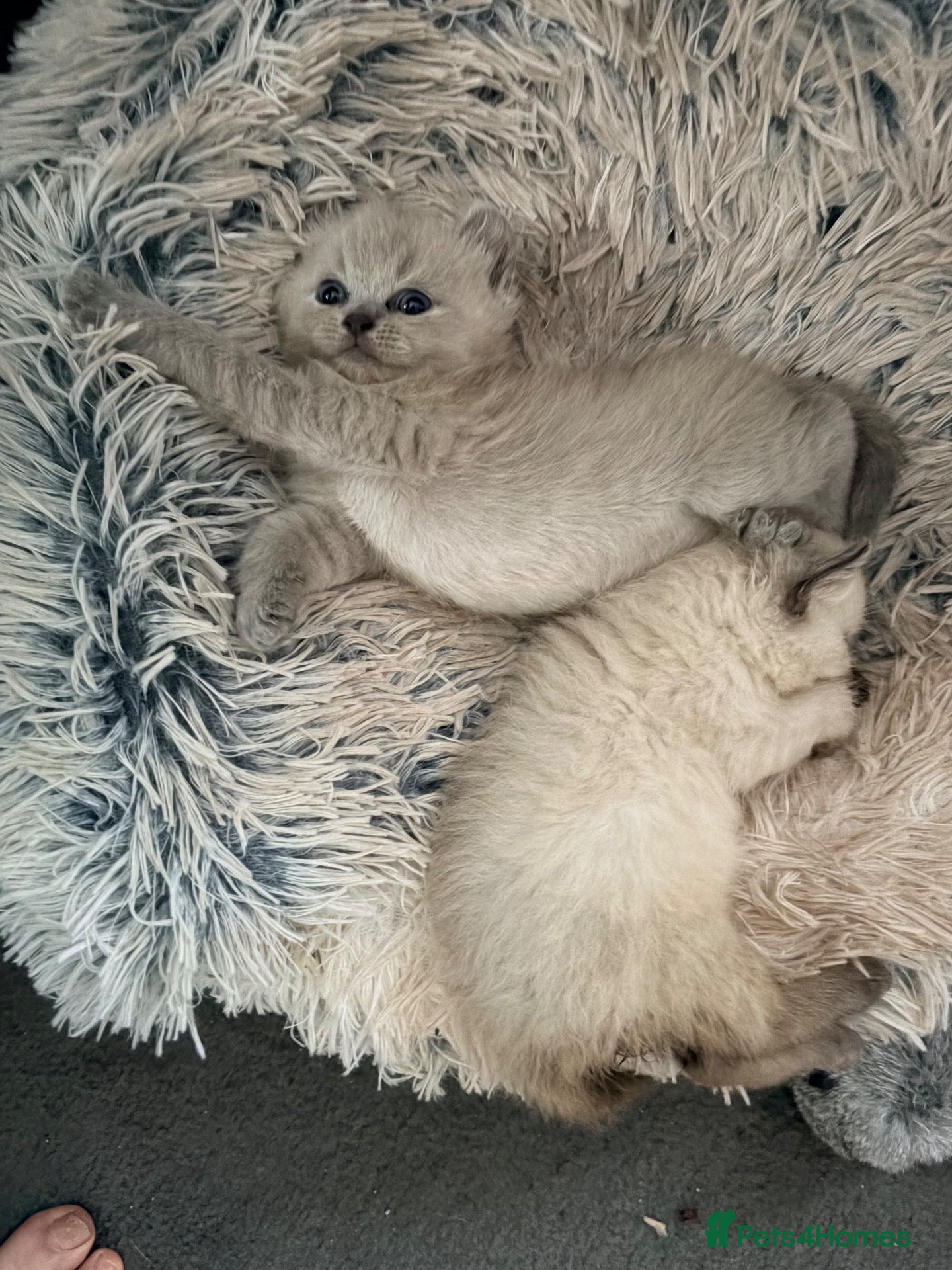 Persian cats Persian kittens for sale  - Advert 6