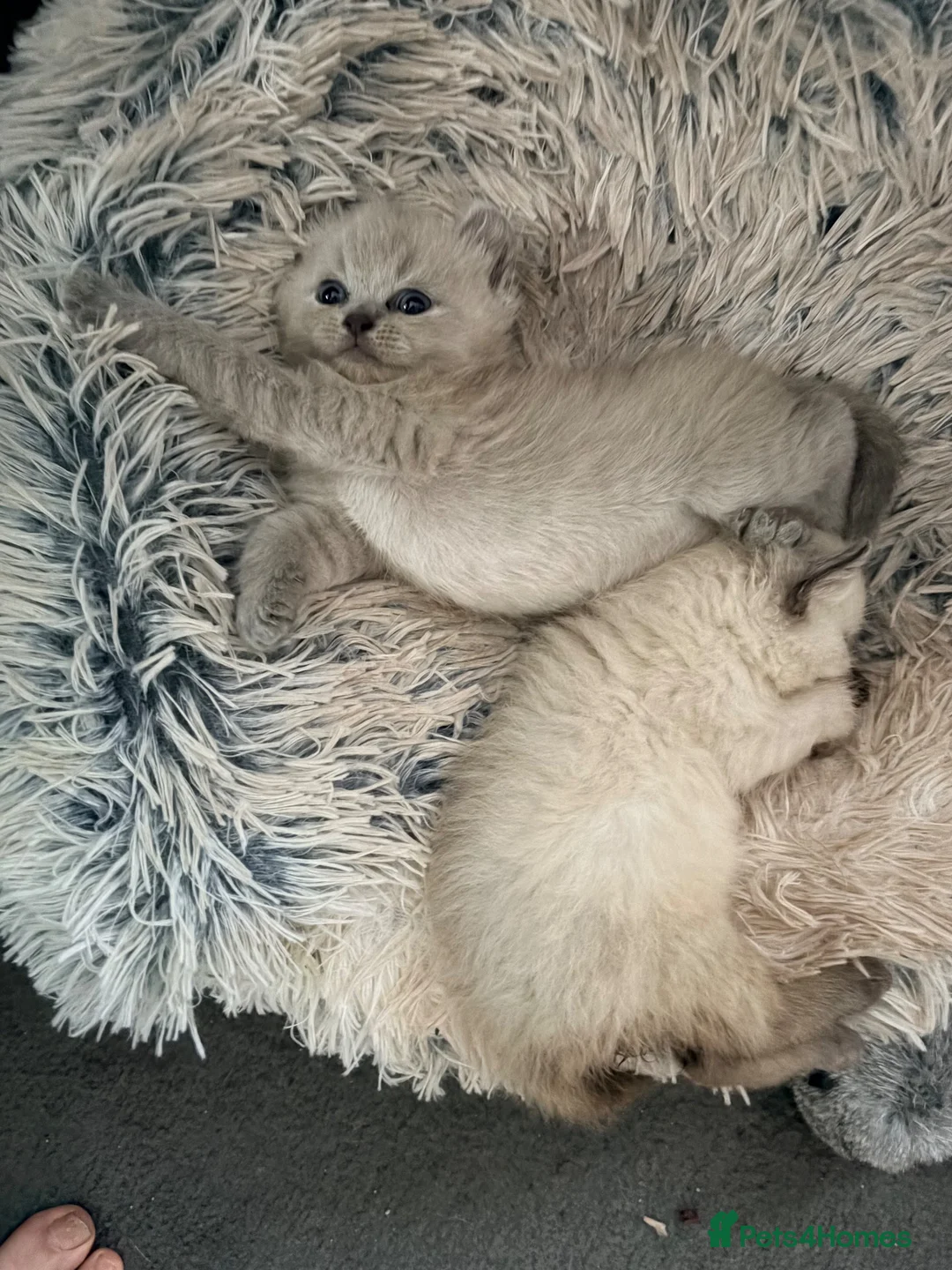 Persian cats for sale: Persian kittens for sale  - Advert 1