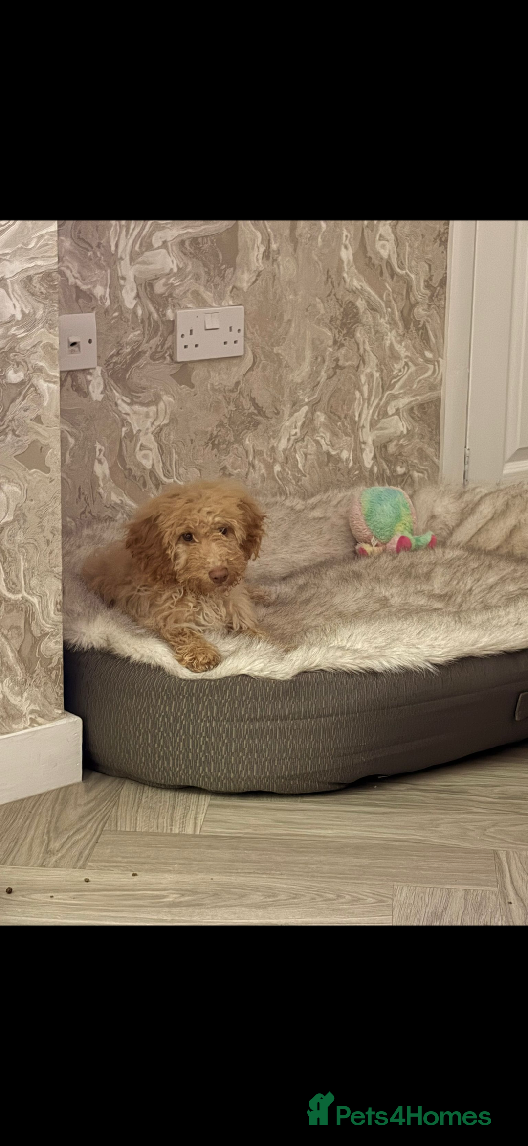 Cockapoo dogs for sale: cockapoo girl - Advert 6