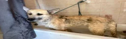 Mixed Breed dogs for adoption: Hal - Norwich Norfolk  - Advert 6