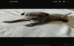 Staffordshire Bull Terrier dogs for sale: Blue Staffordshire bull terrier Staffy ❤️😍 - Image 2