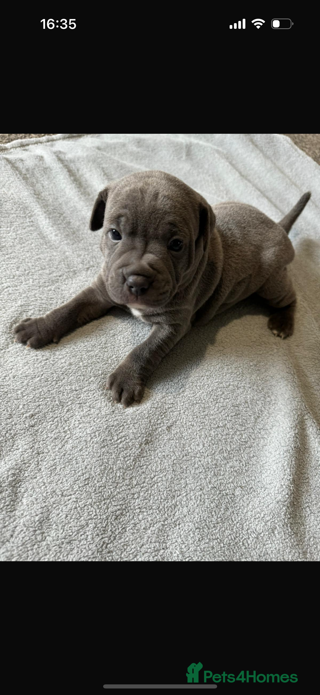 Staffordshire Bull Terrier dogs for sale: Blue Staffordshire bull terrier Staffy ❤️😍 - Image 2
