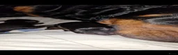 Rottweiler dogs for sale: Pure German rottweiler puppies  - Advert 5