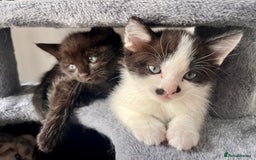 Mixed Breed cats for sale: Mixed Breed Kittens - Image 3