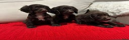 Cocker Spaniel dogs for sale: Chocolate cocker spaniel puppies ❤️ - Advert 3