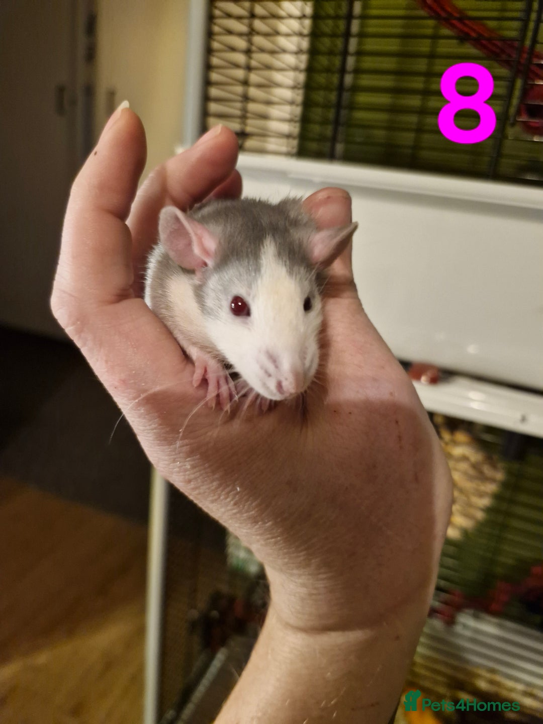 Rat rodents for sale: 9 gorgeous Male Rats - Image 26
