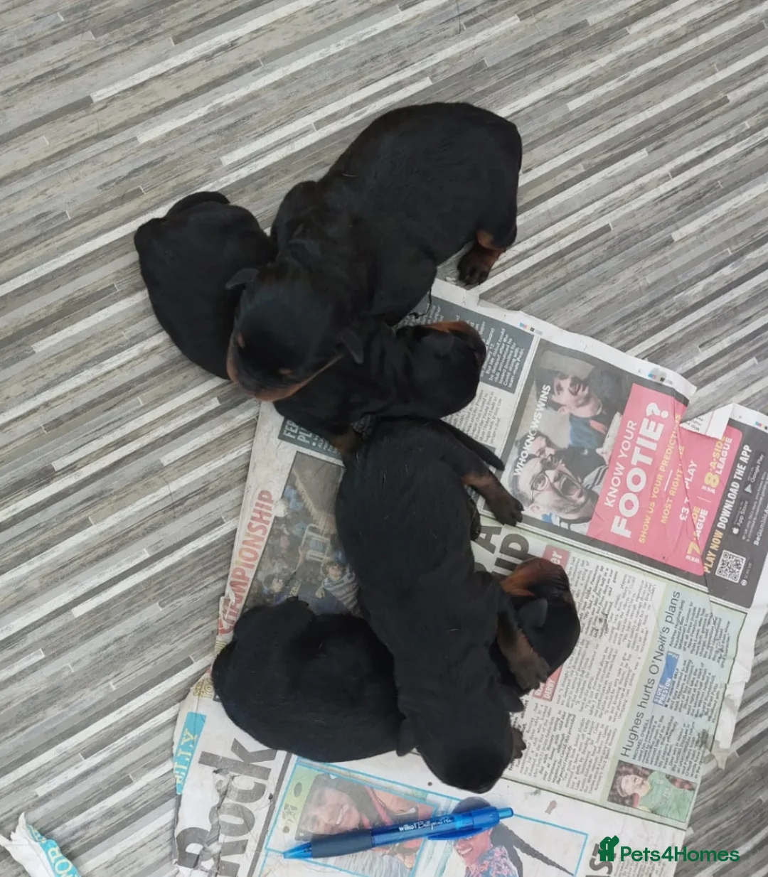 Rottweiler dogs for stud: proven rottweiler stud in Barnsley - Advert 12