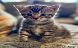 Bengal cats for sale: Bengal X Ragdoll - Image 12