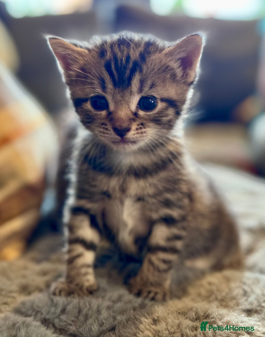 Bengal cats for sale: Bengal X Ragdoll - Image 12