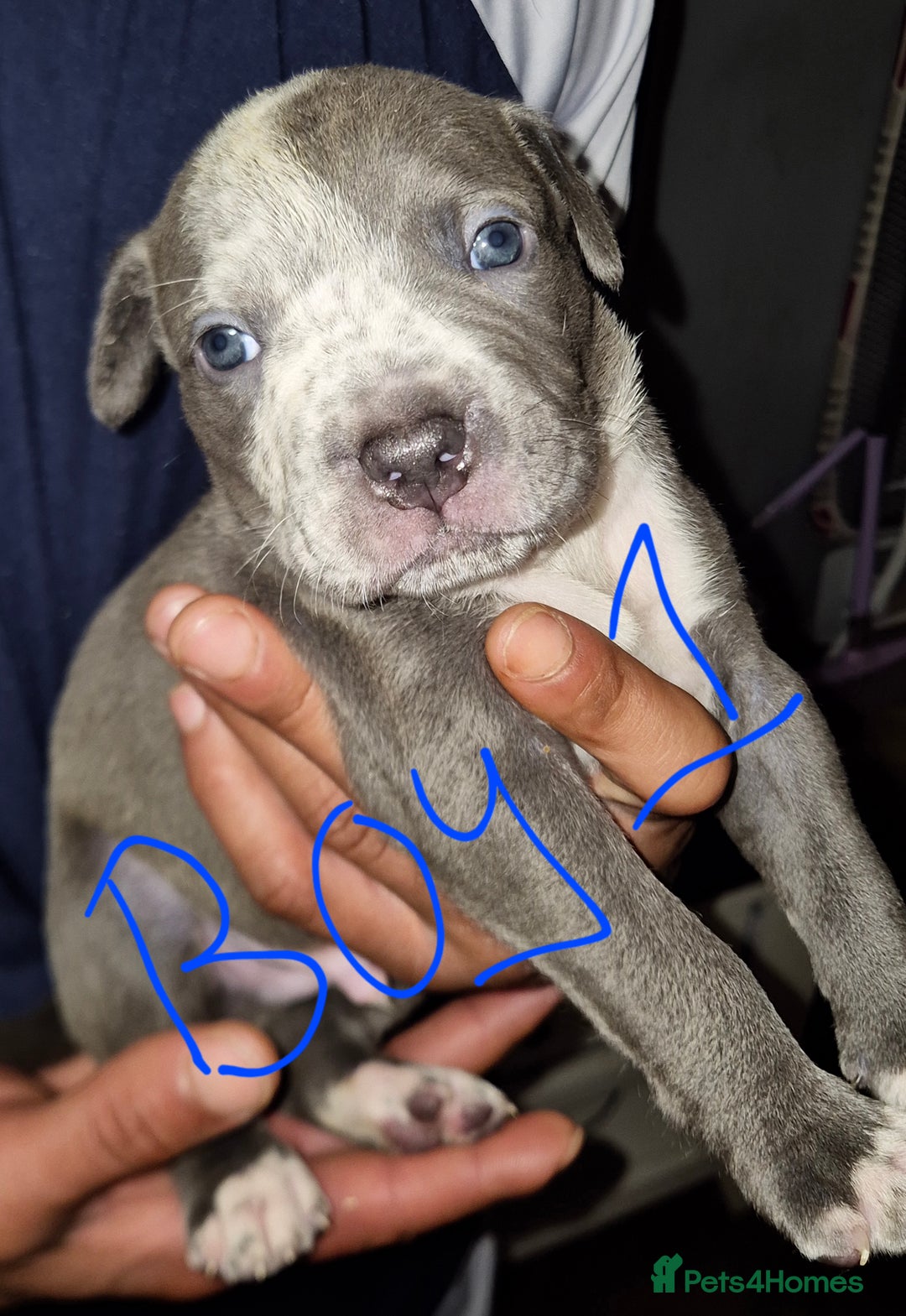 Mixed Breed dogs for sale: 10 beautiful cane corso cross bullmastiff puppies - Image 7