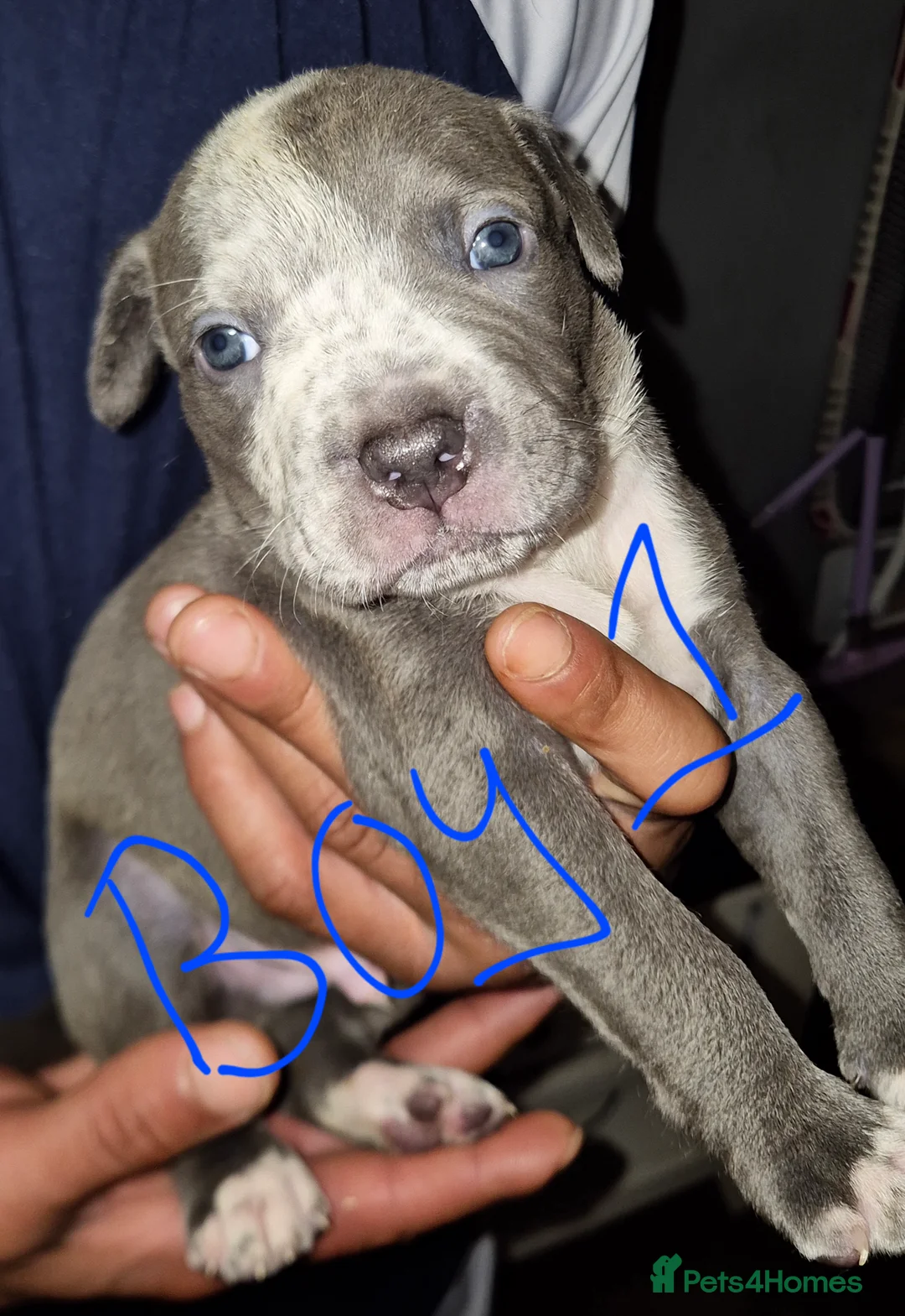 Mixed Breed dogs for sale: 10 beautiful cane corso cross bullmastiff puppies - Advert 7