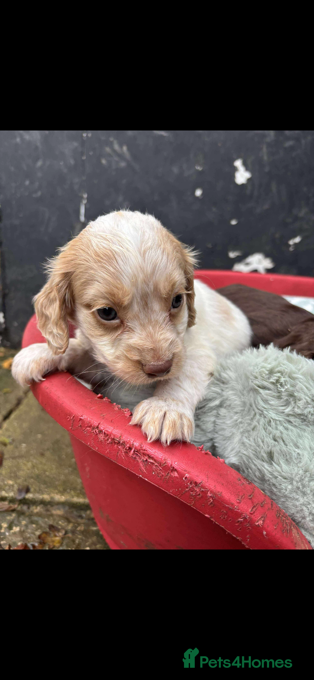 Sprocker dogs for sale: Beautiful Sprocker puppies for sale  - Image 7