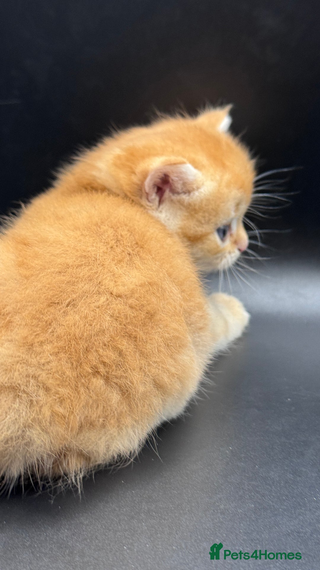 British Shorthair cats for sale: GCCF BSH GOLDEN BLACK TIPPED NY12 KITTENS - Image 4