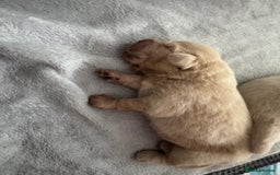 Tibetan Mastiff dogs for sale: Chinese Tibetan mastiff pups  - Image 18